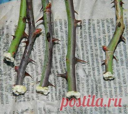 Размножение роз (метод буррито): инструкции, секреты. Как посадить розу черенком осенью?