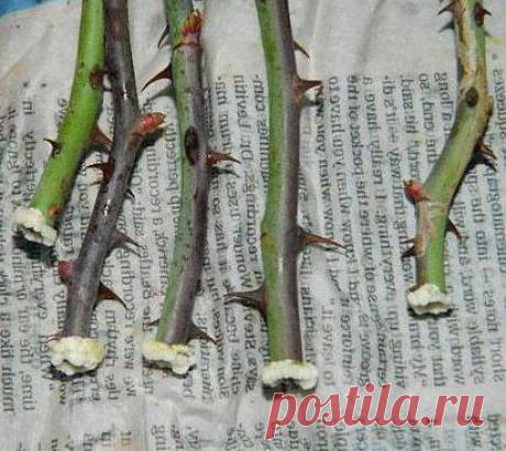 Размножение роз (метод буррито): инструкции, секреты. Как посадить розу черенком осенью?