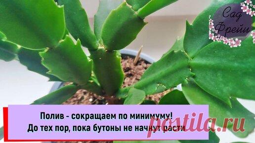 Зная 2 особенности Декабриста, можно получить шикарное цветение | Сад Фрейи | Дзен