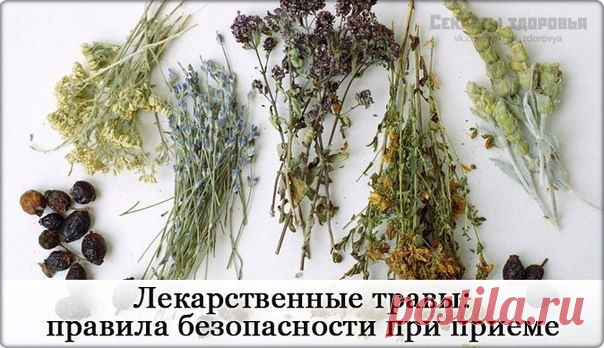 Считается, что лекарственные травы тол / Абсолютное здоровье