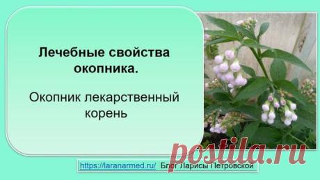 Лечебные свойства окопника. Окопник лекарственный корень - ЛараНарМед Сегодня темой нашей беседы будут лечебные свойства окопника. Расскажу про лекарственное растение окопник лекарственный корень