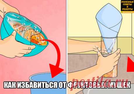 как избавиться от дроздофил