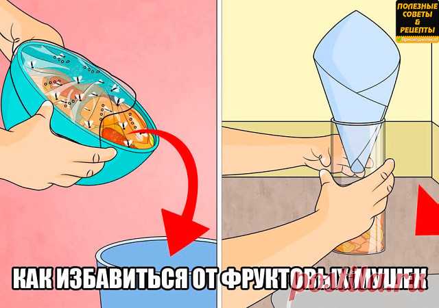 Это избавит твой дом от надоедливых дрозофил за 60 секунд!