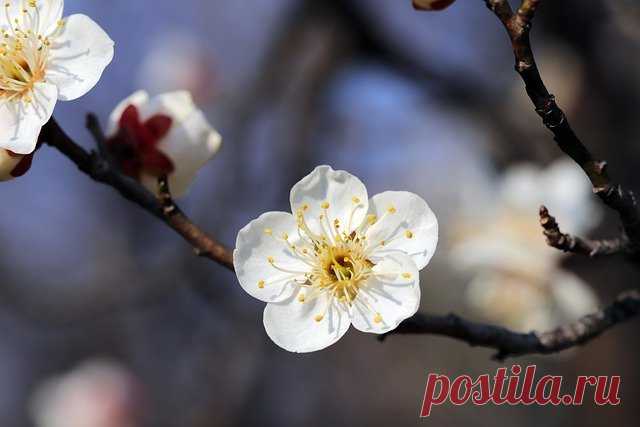 5 деревьев, которые высаживают весной | Журнал 