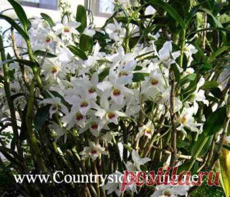 Дендробиум, орхидея. Уход в домашних условиях. Dendrobium. Фото