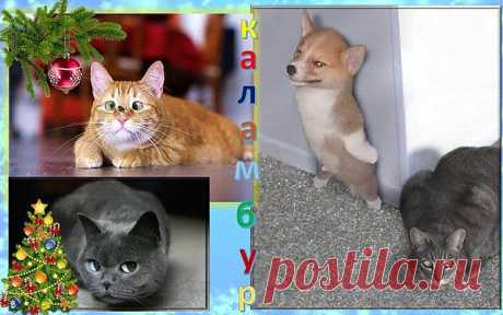 котэ каламбур