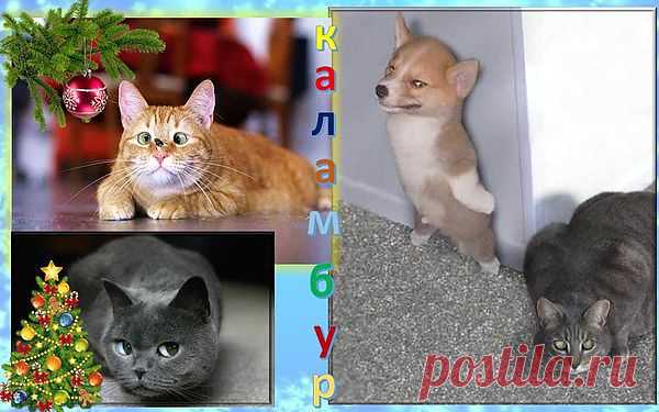 котэ каламбур