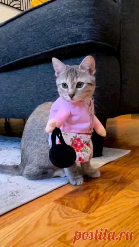 Пин содержит это изображение: 😼😼