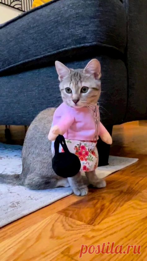 Пин содержит это изображение: 😼😼