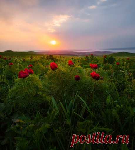 В разгар морозного февраля ловите цвета весенней степи на Ставропольской возвышенности. А ведь и на самом деле скоро весна! Снимал Фёдор Лашков: nat-geo.ru/community/user/27502/