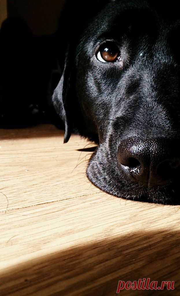 cute-overload: My lab pup Lilly laying in the... - peaceful eye