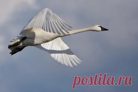 Tundra Swan Explore Old Geezer.'s photos on Flickr. Old Geezer. has uploaded 2269 photos to Flickr.