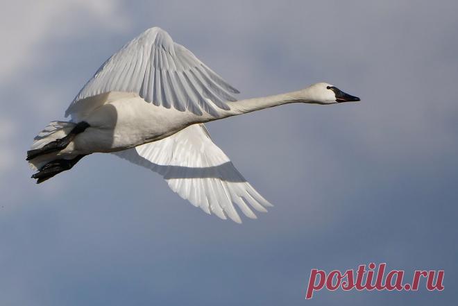 Tundra Swan Explore Old Geezer.'s photos on Flickr. Old Geezer. has uploaded 2269 photos to Flickr.
