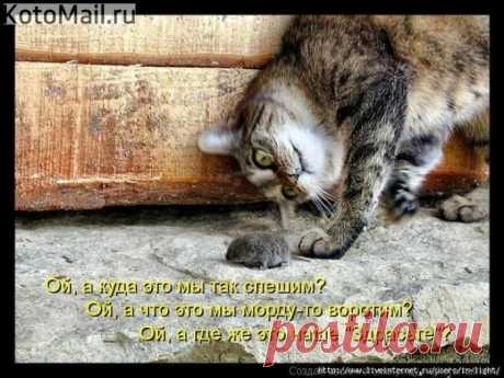 Тихо! Идет охота | KotoMail.ru