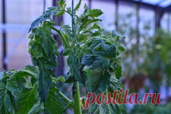 ЕСЛИ ЛИСТЬЯ НА ПОМИДОРАХ НАЧАЛИ СКРУЧИВАТЬСЯ
Сохраните к себе на стену, чтобы не потерять!

Причин сворачивания листьев у томатов очень много. Но по характеру скручивания можно точно угадать, чем мы не угодили высаженной рассаде.

Крутятся кверху «лодочкой»

Тут всего два виновника:

1. Картофельная тля, которая сидит на стеблях и, несмотря на мелкие размеры, скручивает листву кверху. Справиться с ней сложности не составит – опрыскайте помидоры любым препаратом от колорадс...