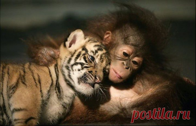 (+1) тема - Животные тоже умеют дружить! | Четвероногий юмор