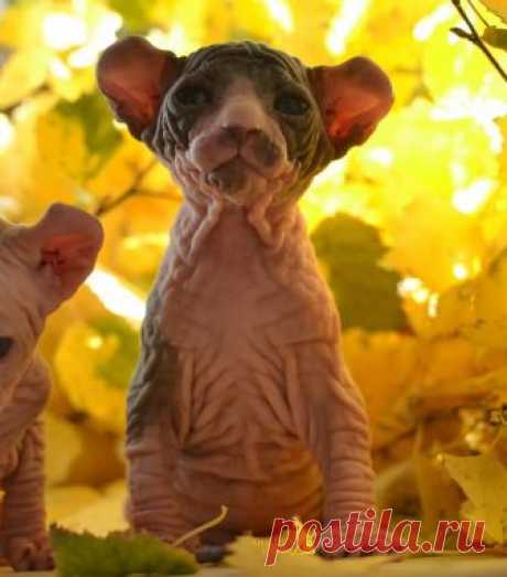 (94) Facebook