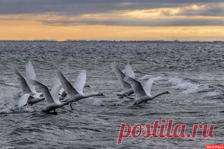 Фото: На взлёт. Фотограф Татьяна Соловей. Фото животных - Фотосайт Расфокус.ру