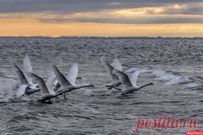 Фото: На взлёт. Фотограф Татьяна Соловей. Фото животных - Фотосайт Расфокус.ру