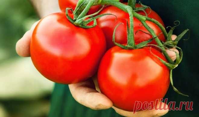 Лучшие голландские суперранние сорта томатов для теплиц