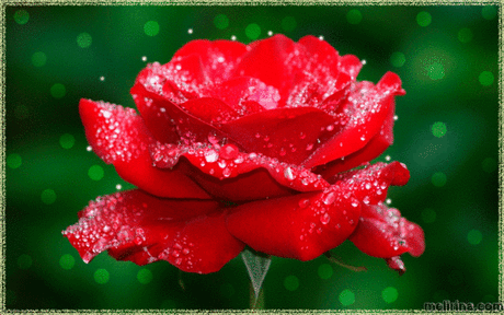 Красные Розы Для Тебя... - МузОткрытка