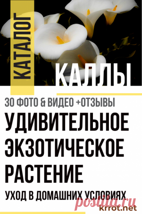 Каллы (30+ Фото) - Описание, Виды, Уход в Дома — Отзывы