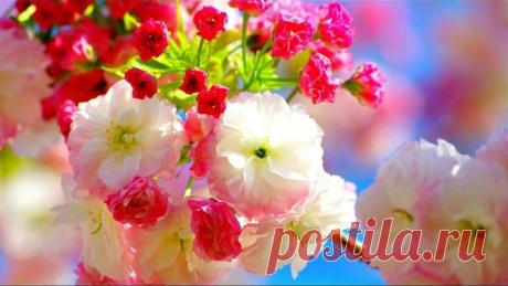 🌷 Springtime 🌷