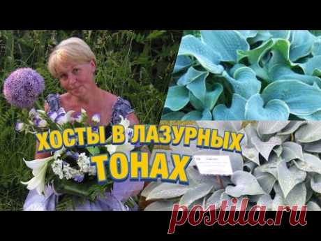 Хосты с голубыми, серыми, синими листьями, сорта, особенности агротехники