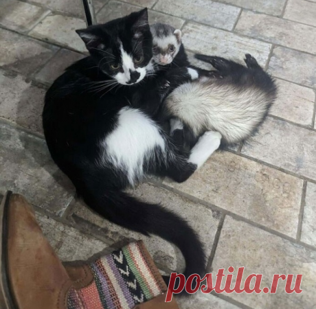 25 милейших животных, которых просто нельзя было не сфотографировать | Fishki.Net | Дзен