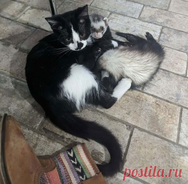 25 милейших животных, которых просто нельзя было не сфотографировать | Fishki.Net | Дзен