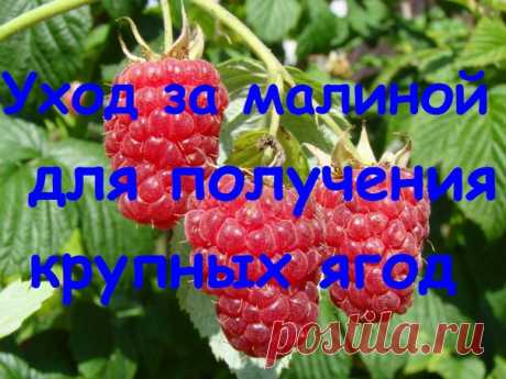 Дачный ежедневник - посадки вовремя!