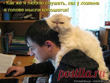 Свежая котоматрица веселит нас смешными комметариями