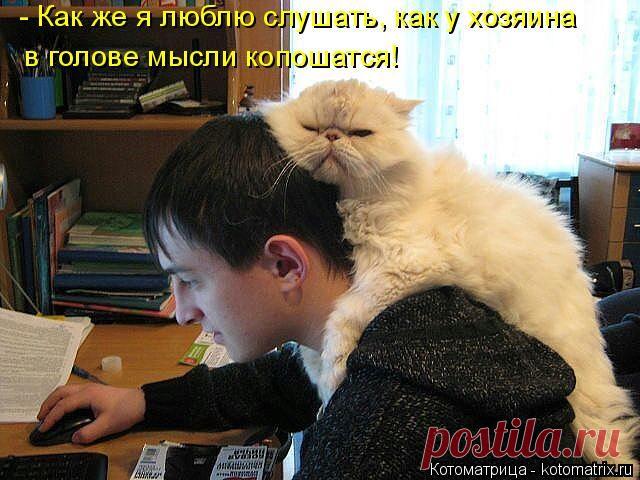 Свежая котоматрица веселит нас смешными комметариями