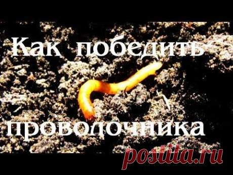 Как вывести проволочника  | sadok33.ru