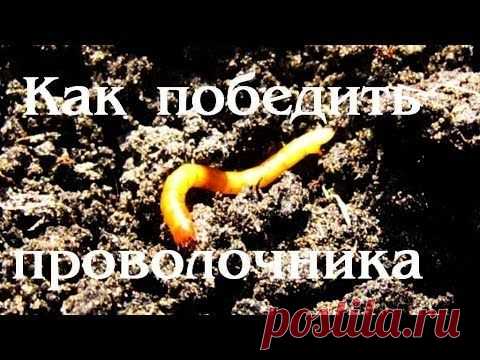 Как вывести проволочника  | sadok33.ru