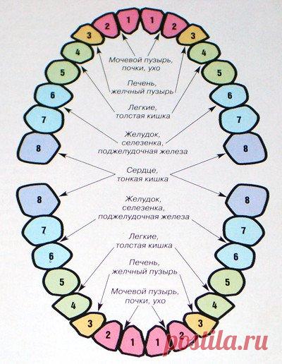 Проекция внутренних органов человека на зубы