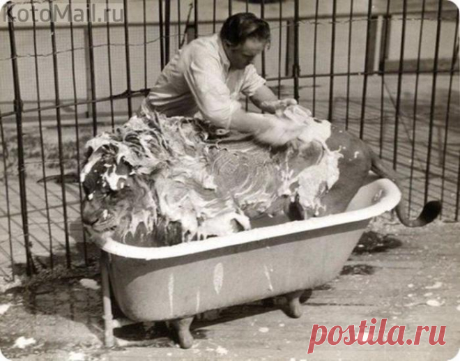 Банный день | KotoMail.ru