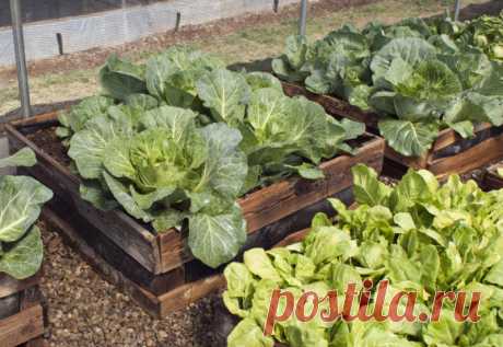 Поднятые грядки своими руками