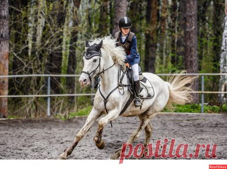 Фото: Конкур. Фотограф Сан Саныч. Спорт - Фотосайт Расфокус.ру