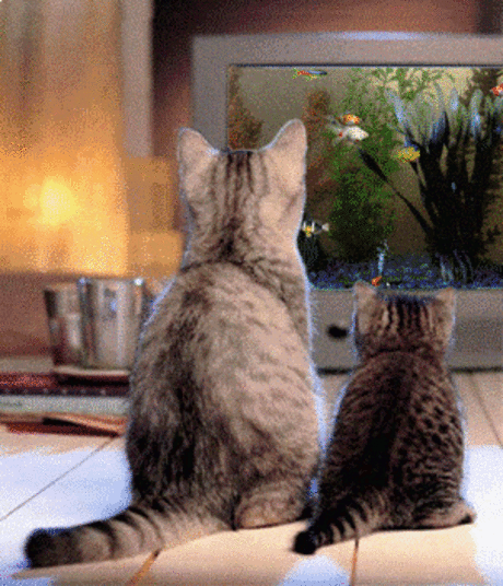 РЕКЛАМА ДЛЯ КОТОВ