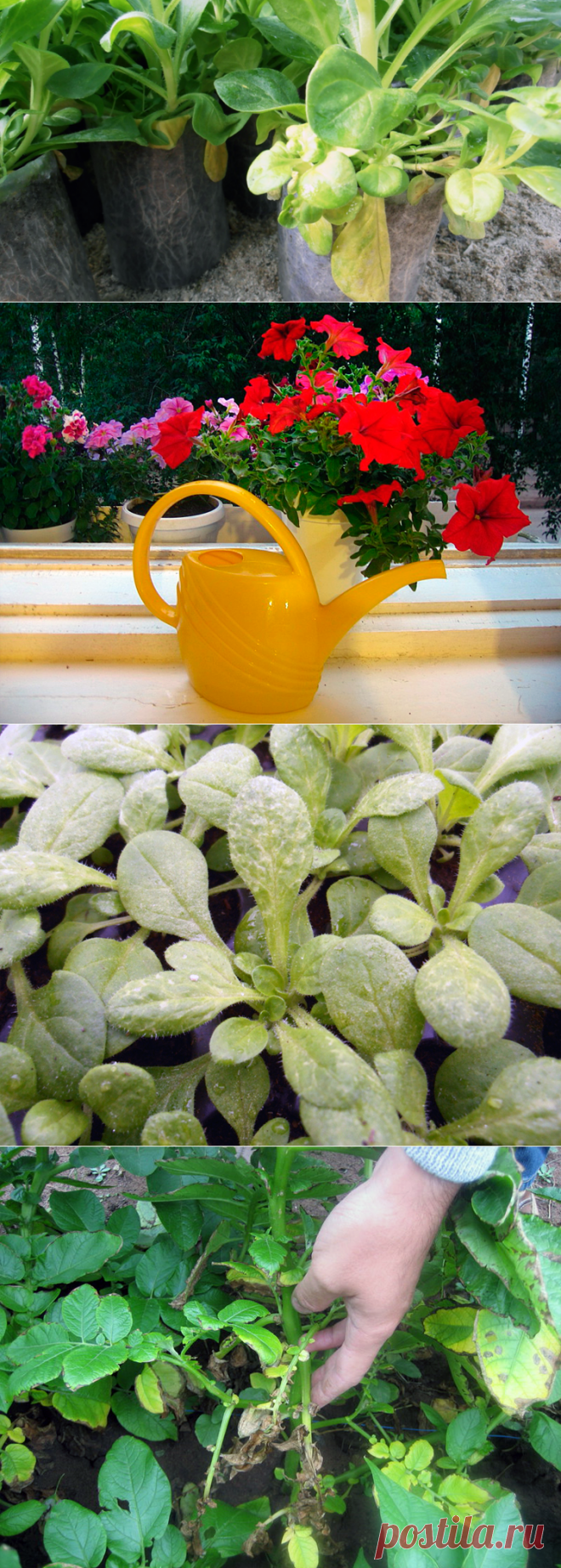 Почему желтеют листья у петуний: фото, видео