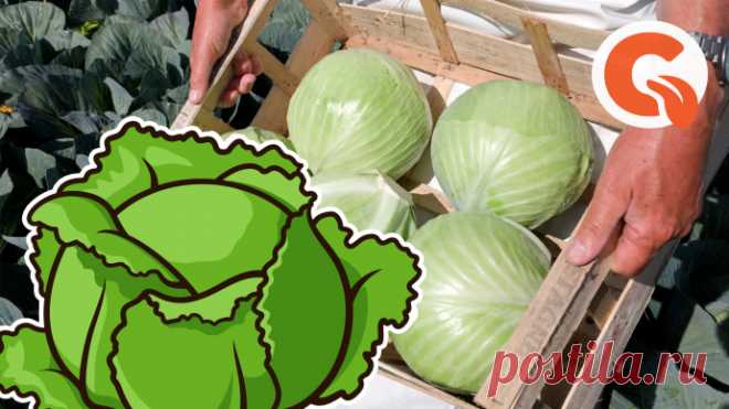 Капуста уродится больше тыквы: 3 суперурожайных сорта-«гиганта»