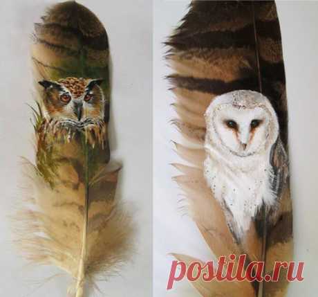 Roy Mangersnes - Photos of The Owl Pages