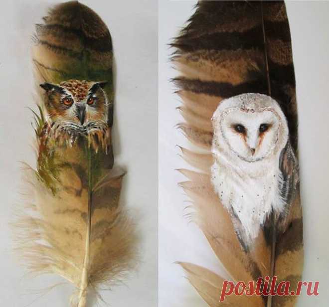 Roy Mangersnes - Photos of The Owl Pages