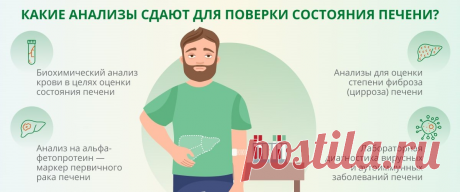 Врач ответила на вопрос - как проверить печень: какие изменения в анализах могут указать на проблемы в органе | О здоровье: с медицинского на русский | Дзен