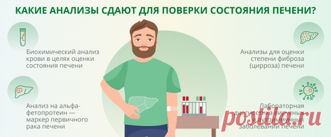 Врач ответила на вопрос - как проверить печень: какие изменения в анализах могут указать на проблемы в органе | О здоровье: с медицинского на русский | Дзен