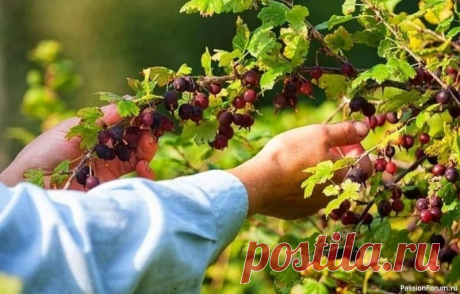 Уход за крыжовником.