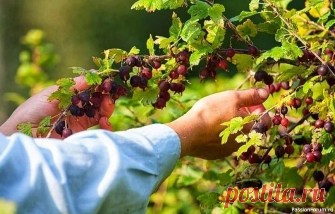 Уход за крыжовником.