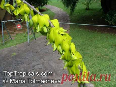 Crotalaria agatiflora - Кроталярия агатоцветная

Кроталярия Crotalaria agatiflora - кустарник высотой 8-12 футов, семейство Бобовые (Leguminosae / Fabaceae). Листья простые, ланцетовидные, очередные, цветы желтo - зеленые. За их цвет Кротолярию называют еще желтой канарейкой буша. Цветение лето / осень. Цветение уменьшается в горячих внутренних долинах летом, но возобновится осенью.