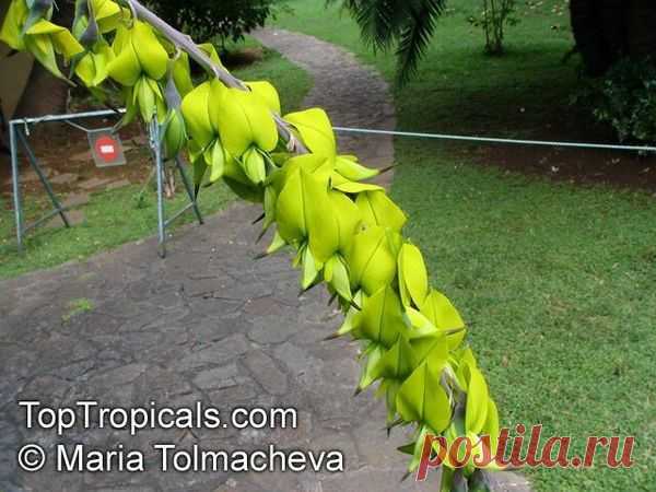 Crotalaria agatiflora - Кроталярия агатоцветная

Кроталярия Crotalaria agatiflora - кустарник высотой 8-12 футов, семейство Бобовые (Leguminosae / Fabaceae). Листья простые, ланцетовидные, очередные, цветы желтo - зеленые. За их цвет Кротолярию называют еще желтой канарейкой буша. Цветение лето / осень. Цветение уменьшается в горячих внутренних долинах летом, но возобновится осенью.
